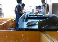 JcI̐g