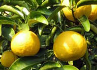 āEEU